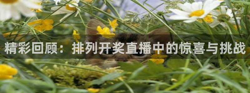 火凤直播体育直播：精彩回顾：排列开奖直播中的惊喜与挑战